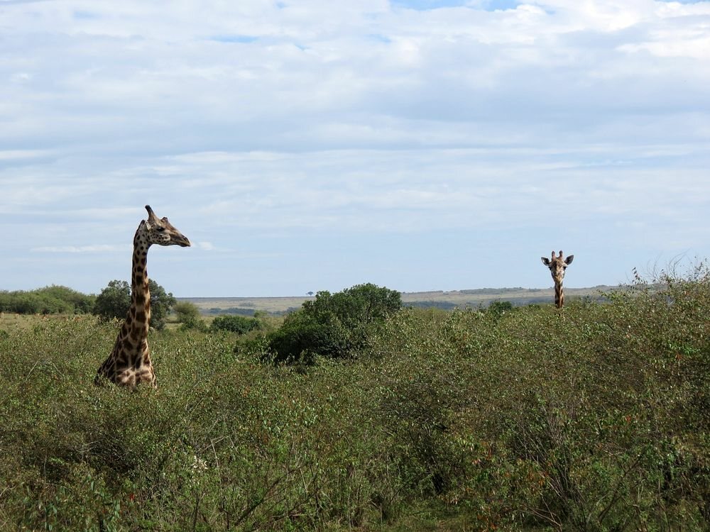 Click to See Next Image