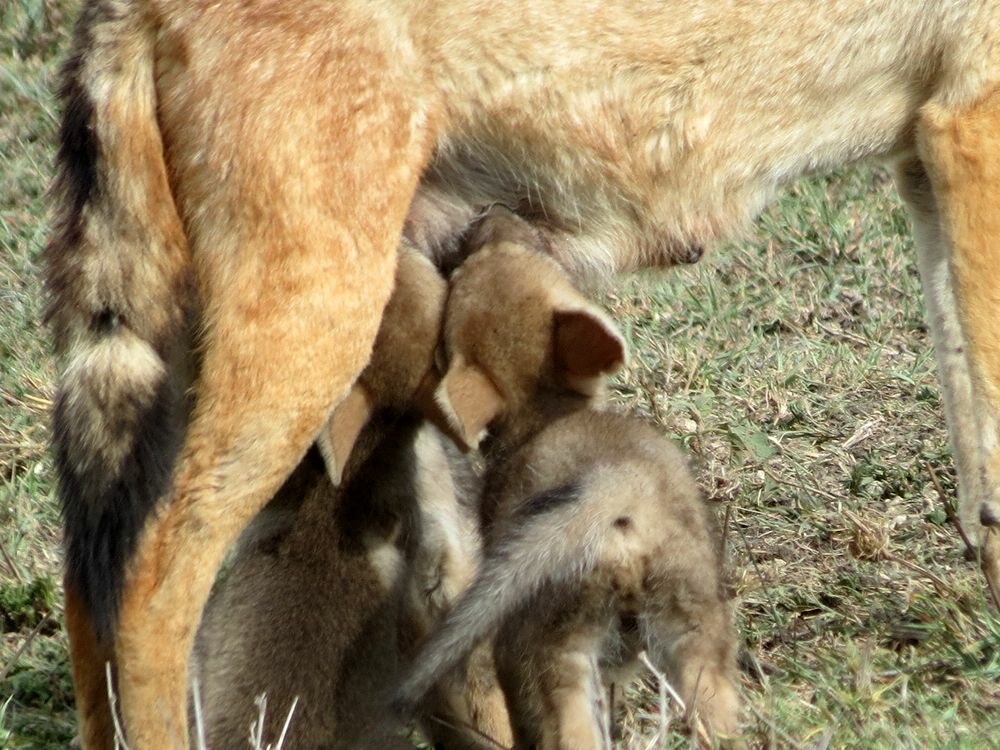 Click to See Next Image