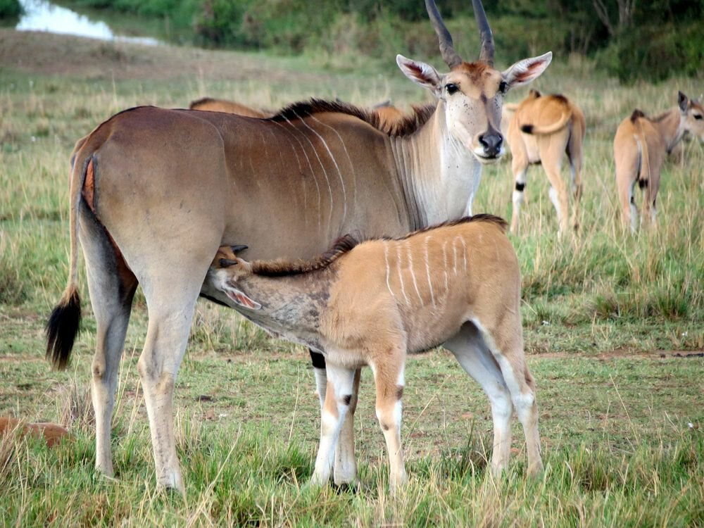 Click to See Next Image