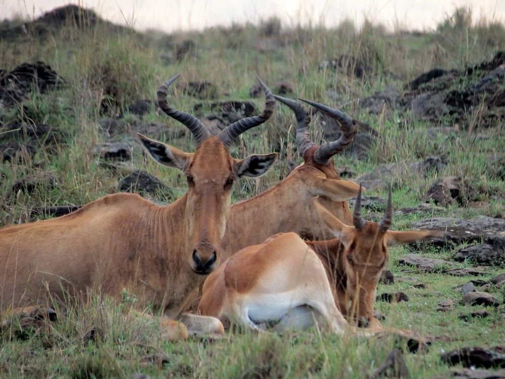 Click to See Next Image