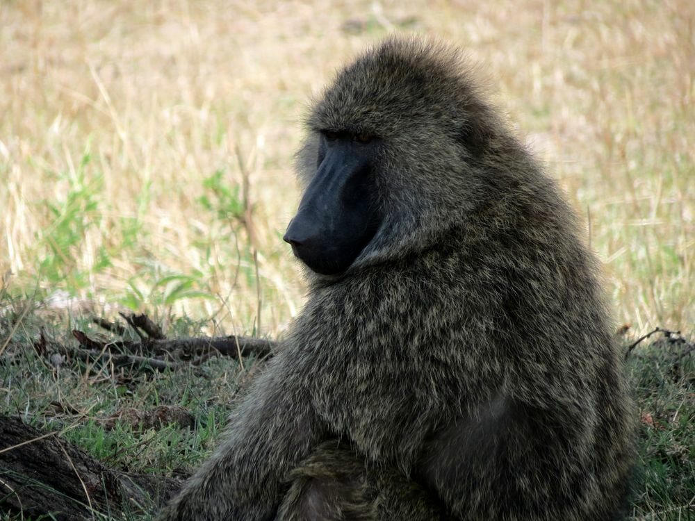 Click to See Next Image