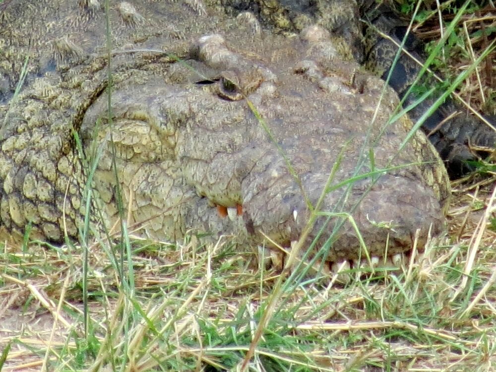 Click to See Next Image