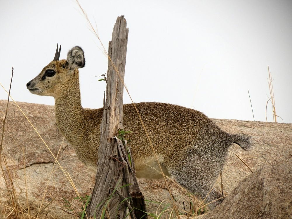 Click to See Next Image