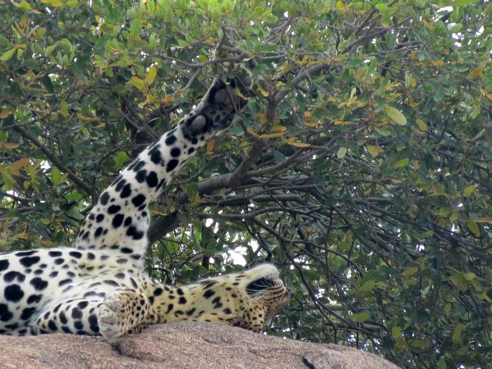 Click to See Next Image