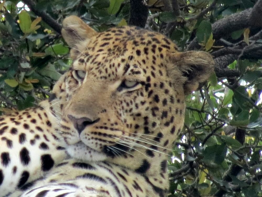 Click to See Next Image