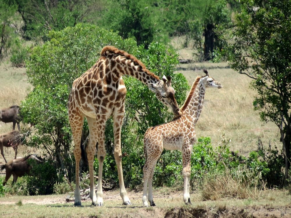 Click to See Next Image