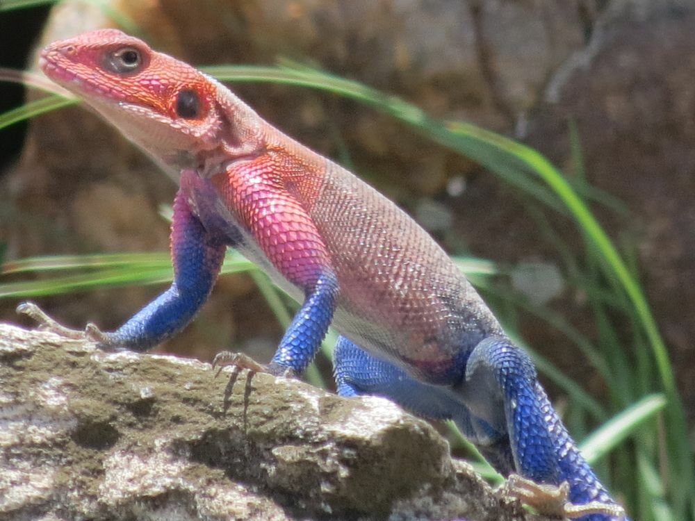 Click to See Next Image