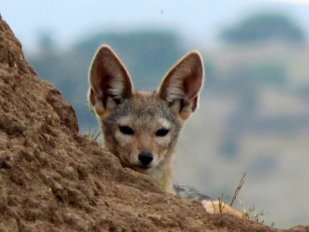 Click to See Next Image