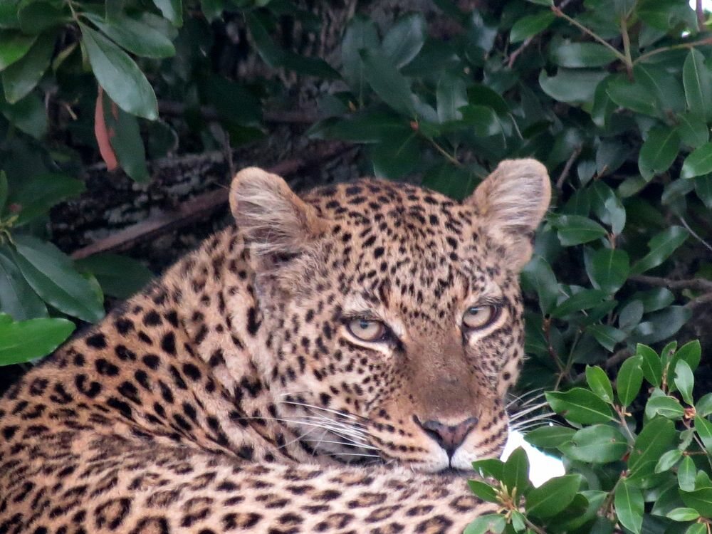 Click to See Next Image