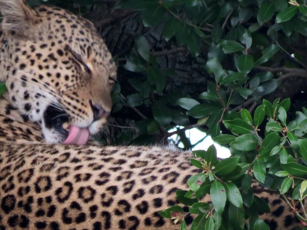 Click to See Next Image