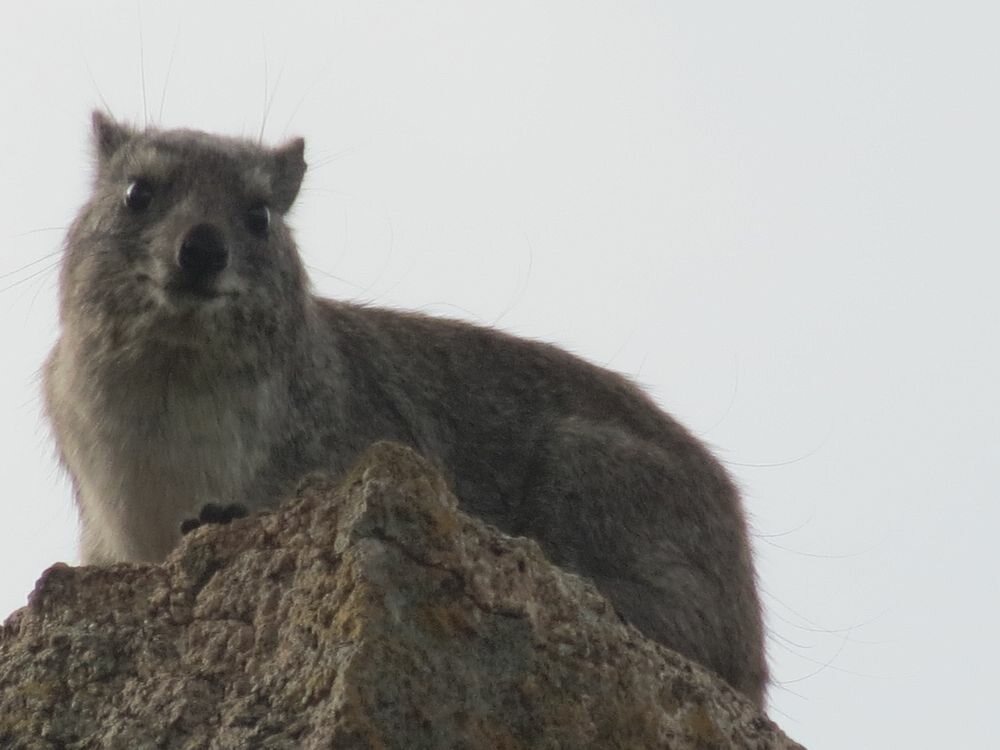 Click to See Next Image