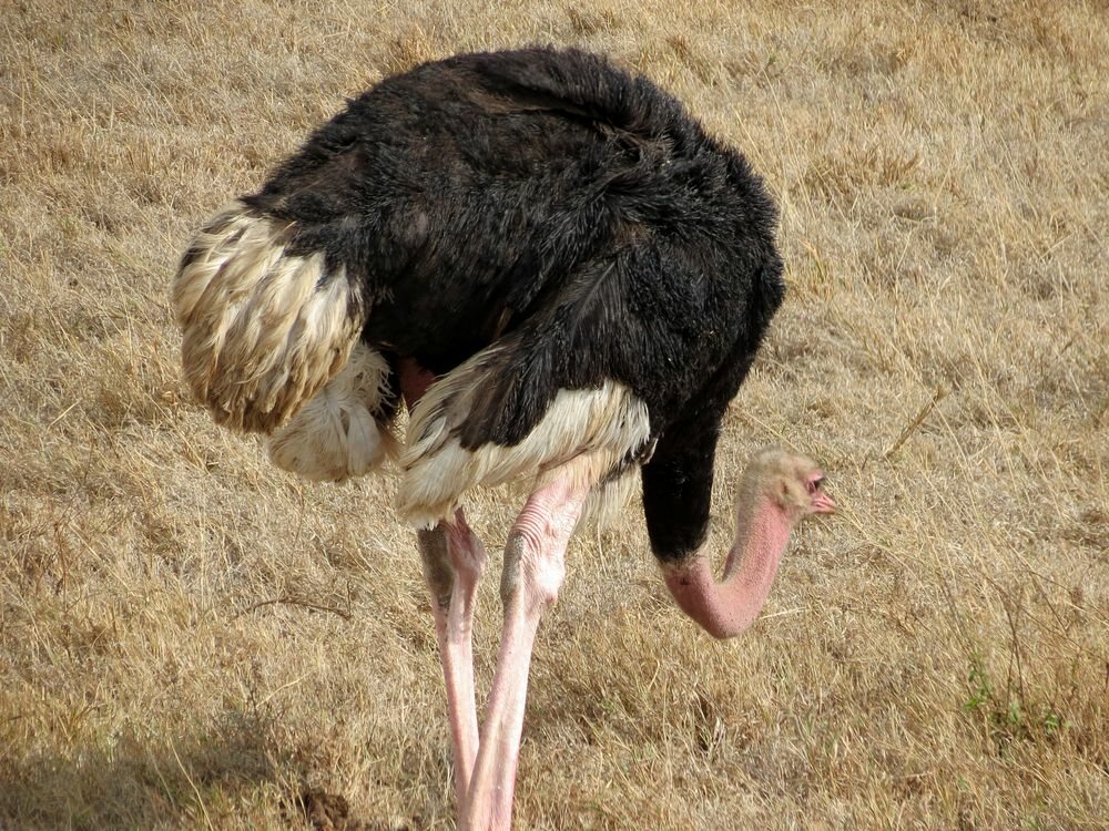 Click to See Next Image