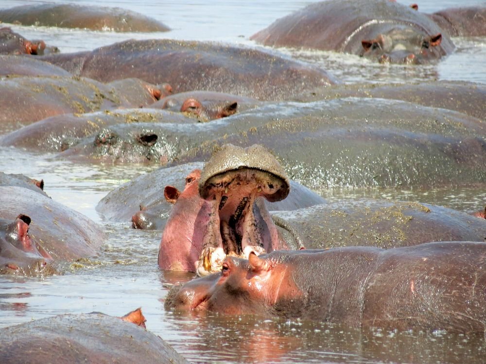 Click to See Next Image