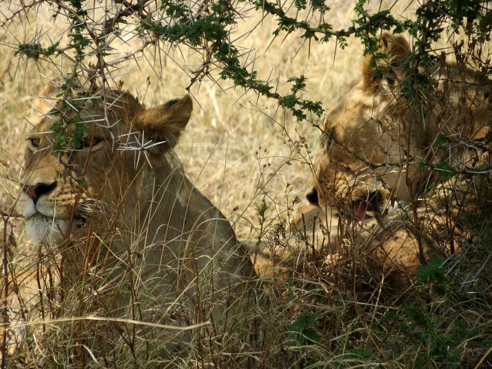 Click to See Next Image