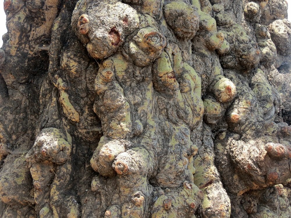 Click to See Next Image