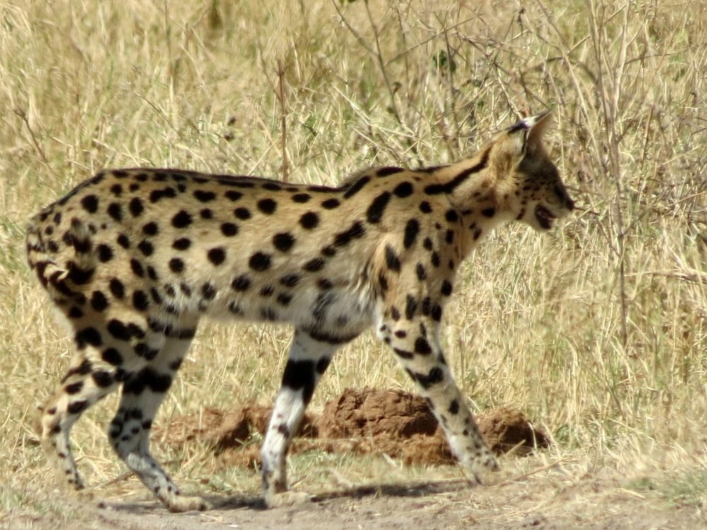 Click to See Next Image