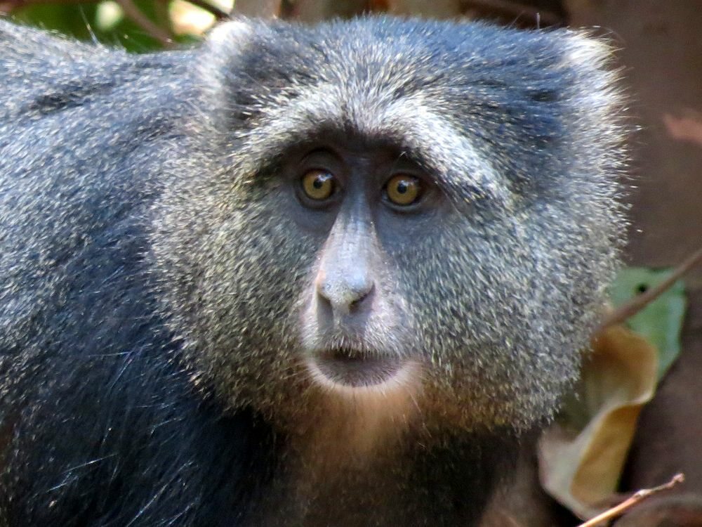 Click to See Next Image