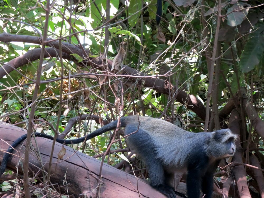 Click to See Next Image