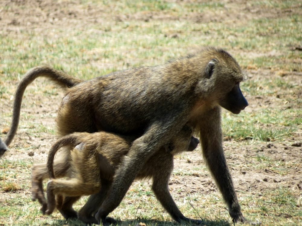 Click to See Next Image