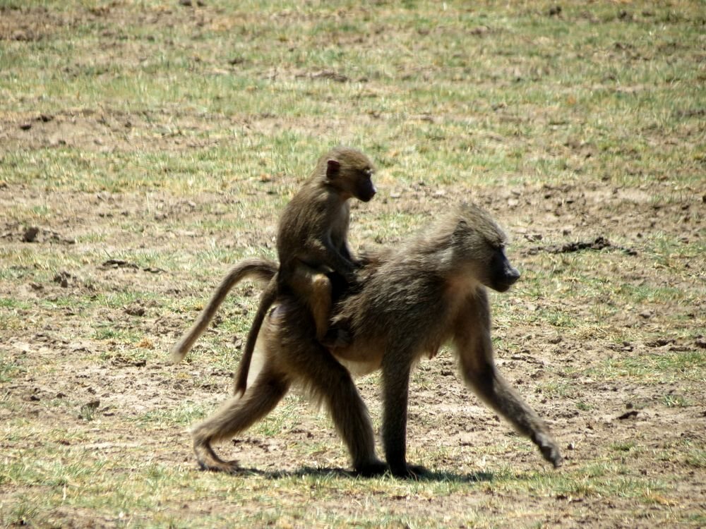 Click to See Next Image