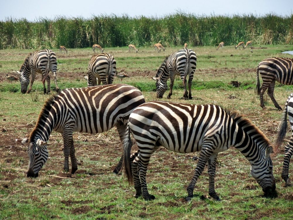 Click to See Next Image