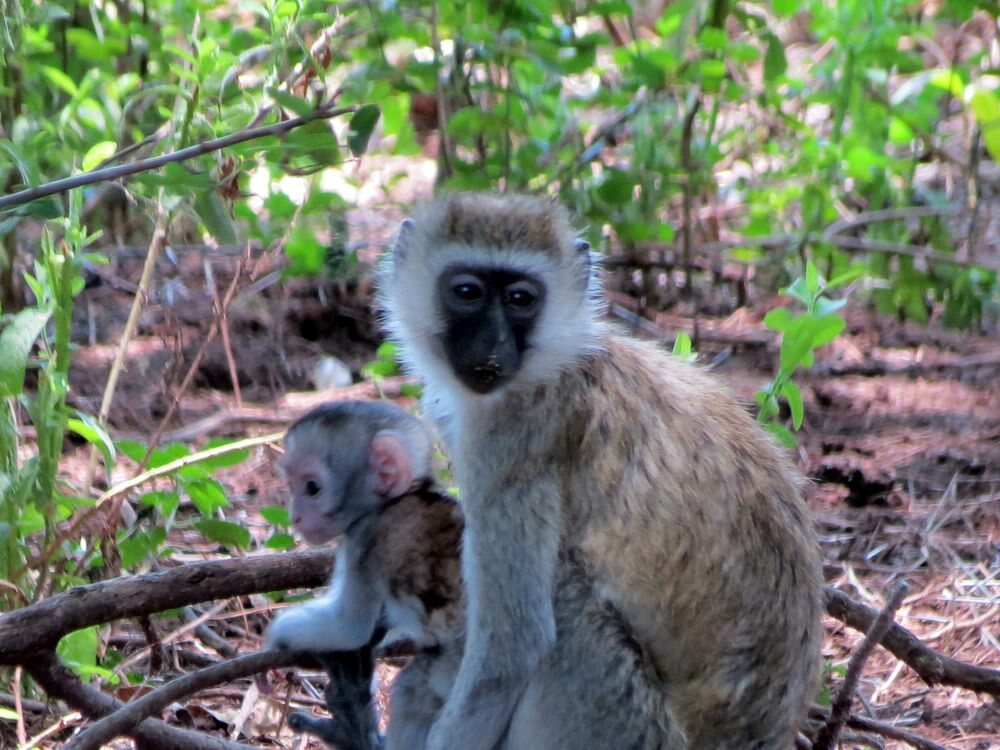 Click to See Next Image