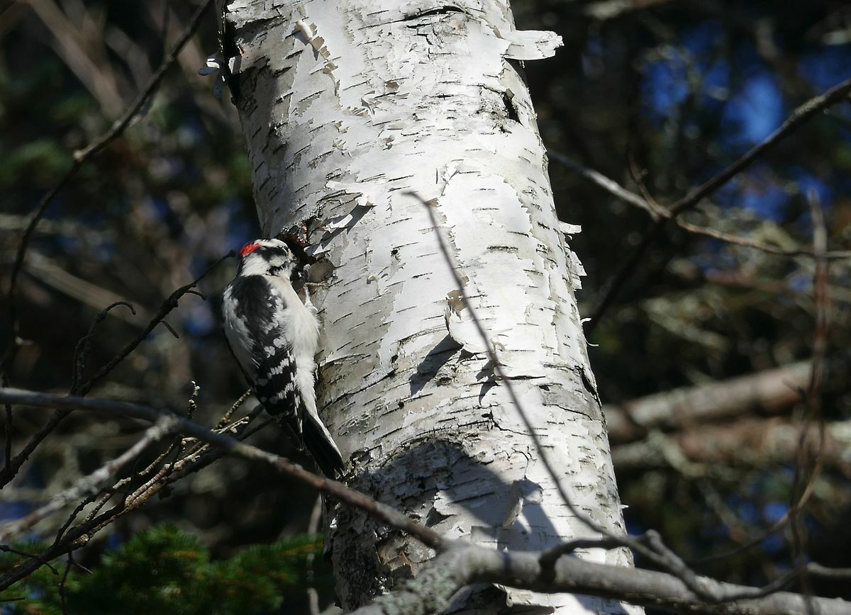 Click to See Next Image