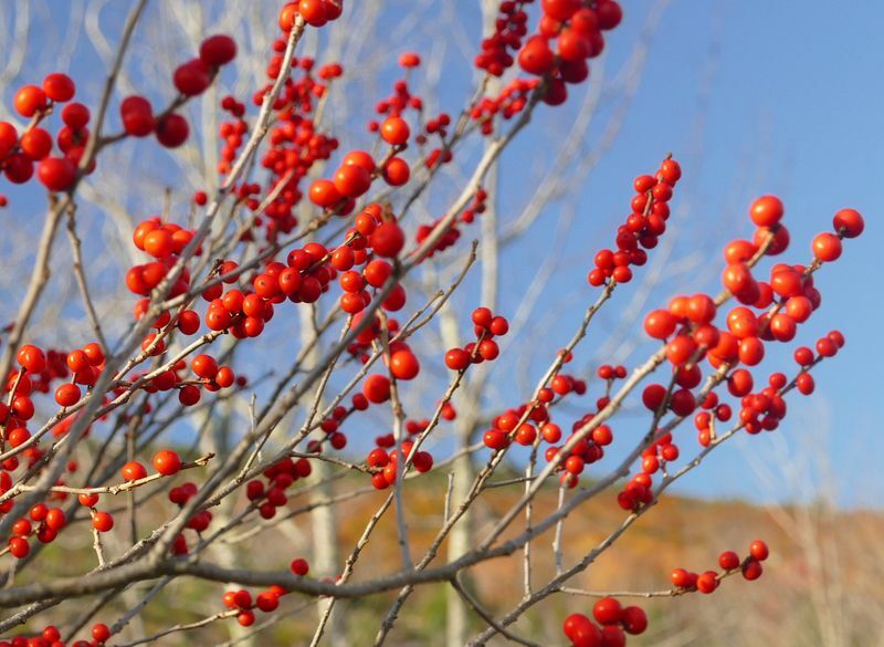 Click to See Next Image