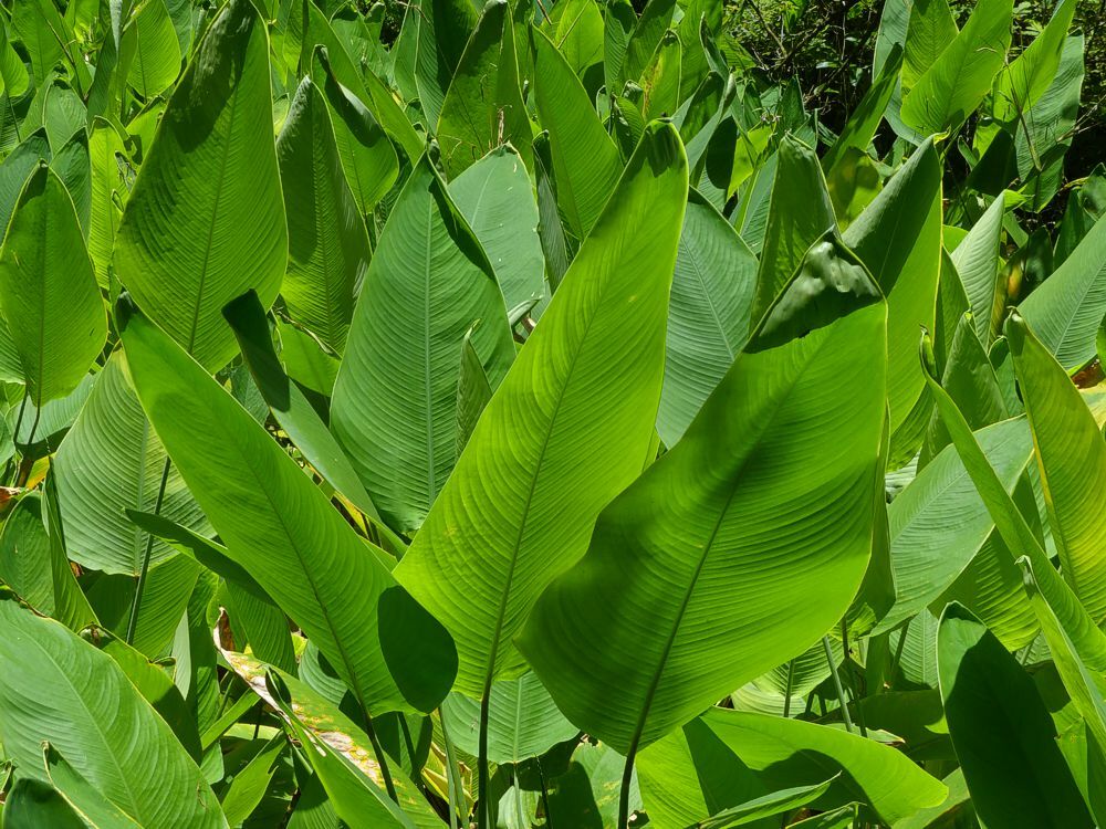 Click to See Next Image