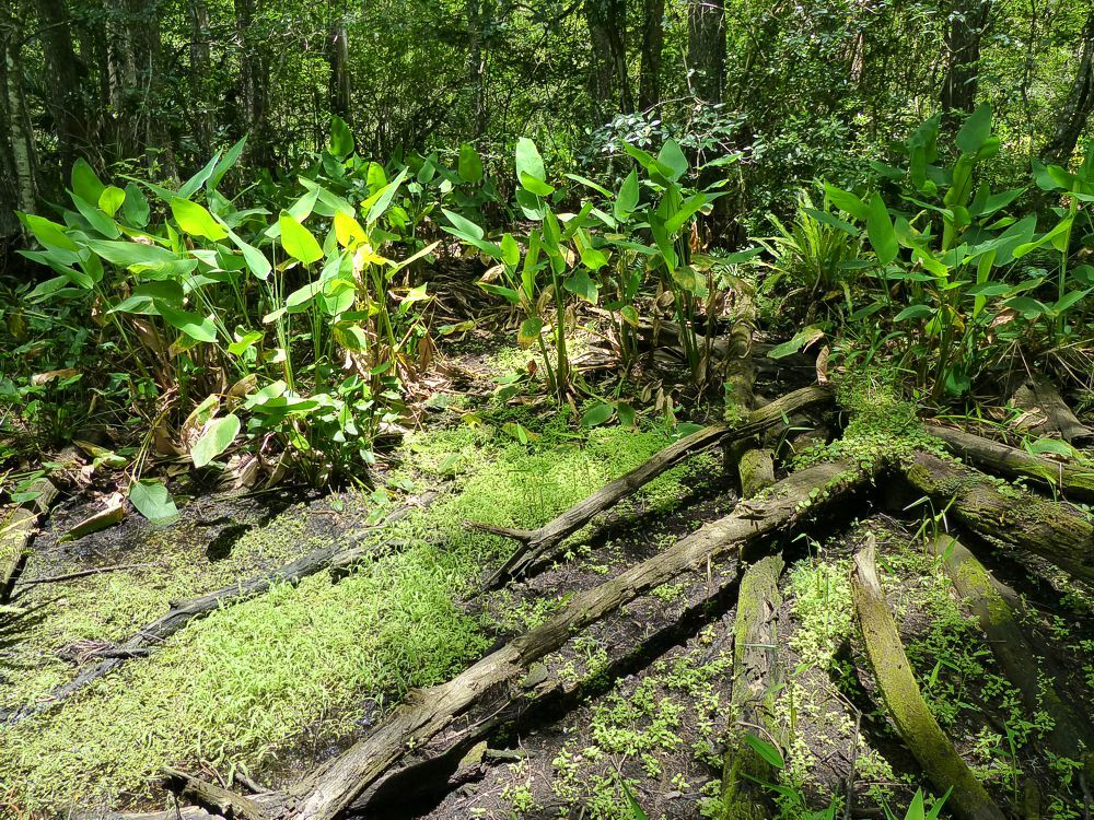 Click to See Next Image