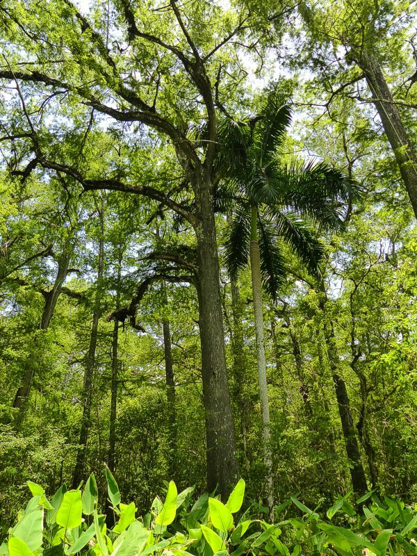 Click to See Next Image