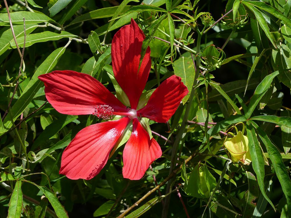 Click to See Next Image