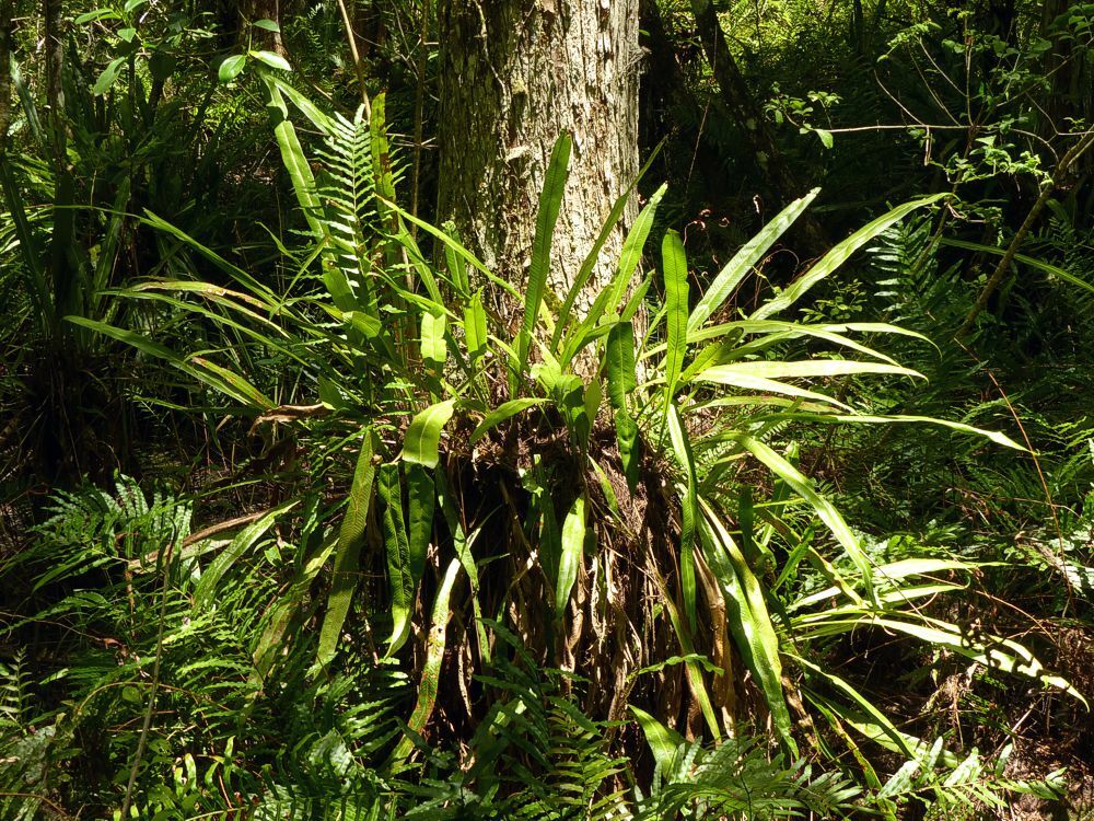 Click to See Next Image