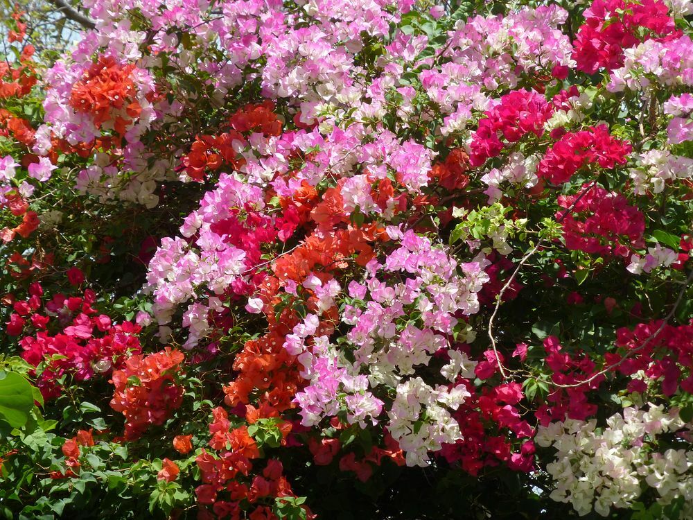 Click to See Next Image