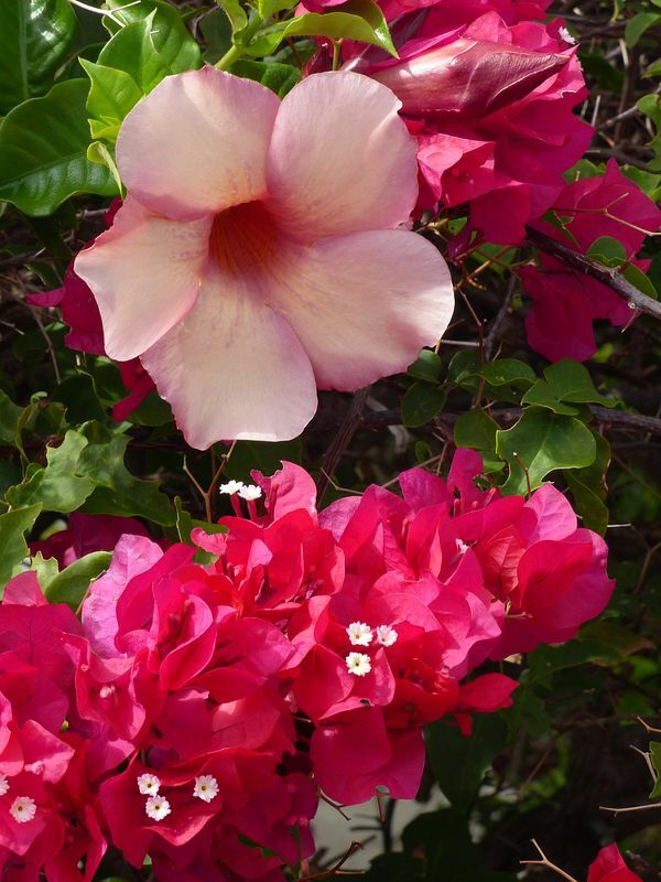 Click to See Next Image