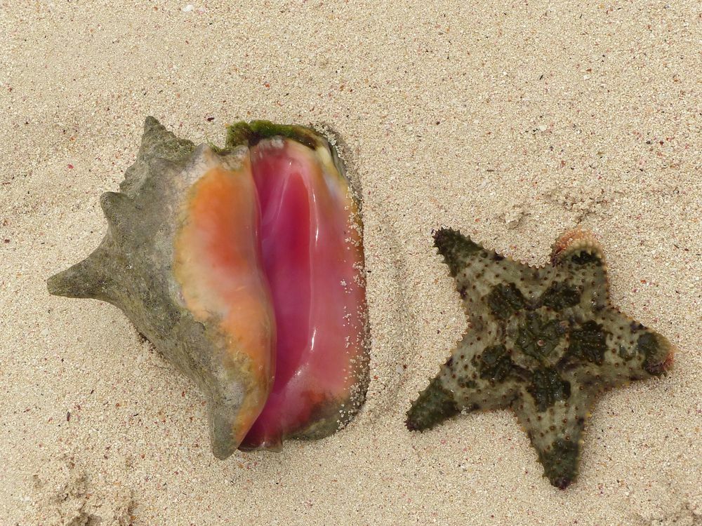 Click to See Next Image