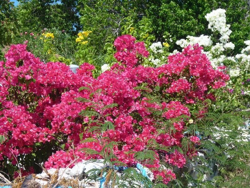 Click to See Next Image