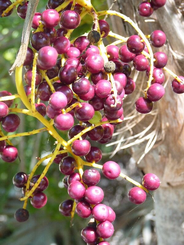 Click to See Next Image