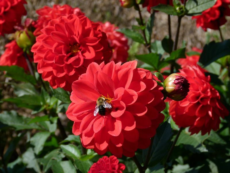 Click to See Next Image