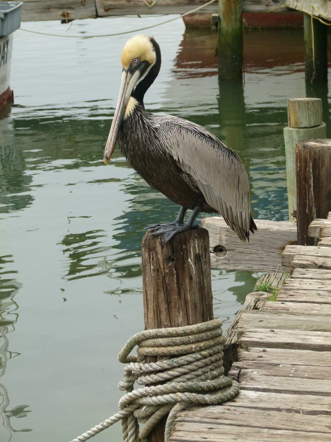 Click to See Next Image