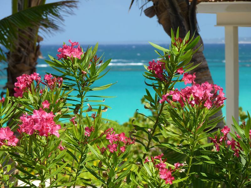 Click to See Next Image