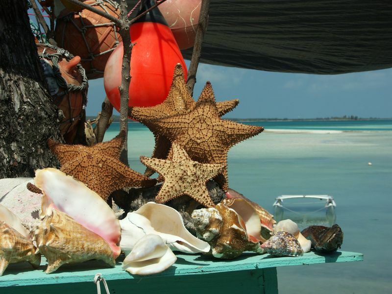 Click to See Next Image