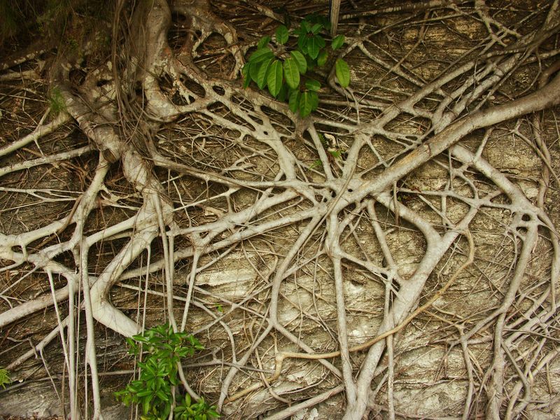 Click to See Next Image