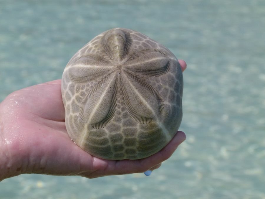 Click to See Next Image