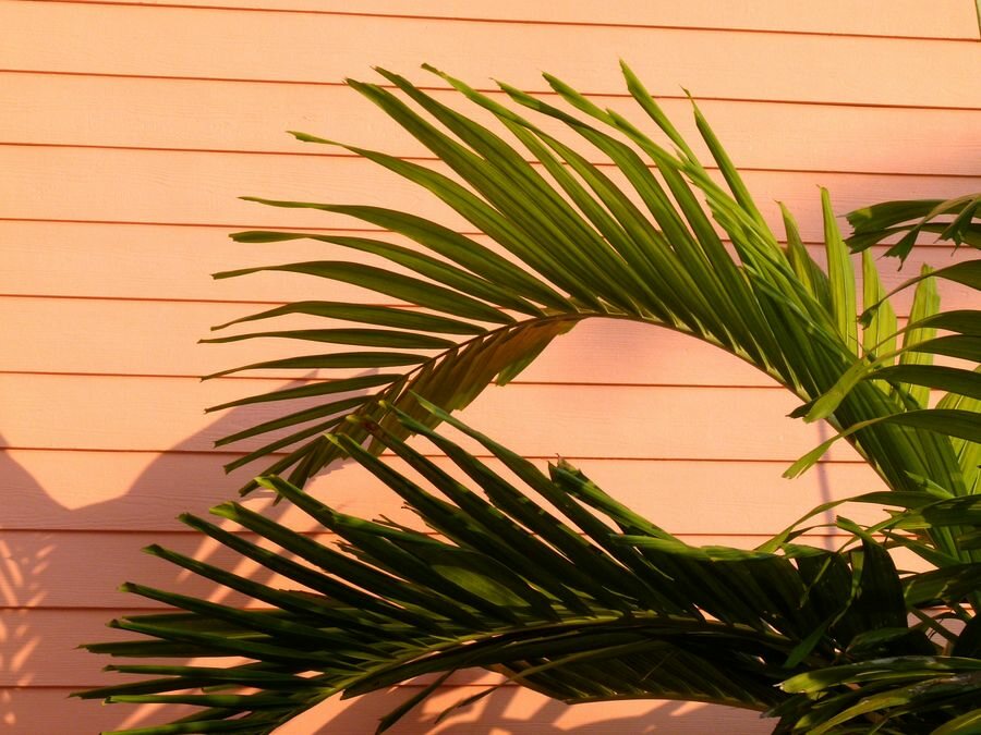 Click to See Next Image