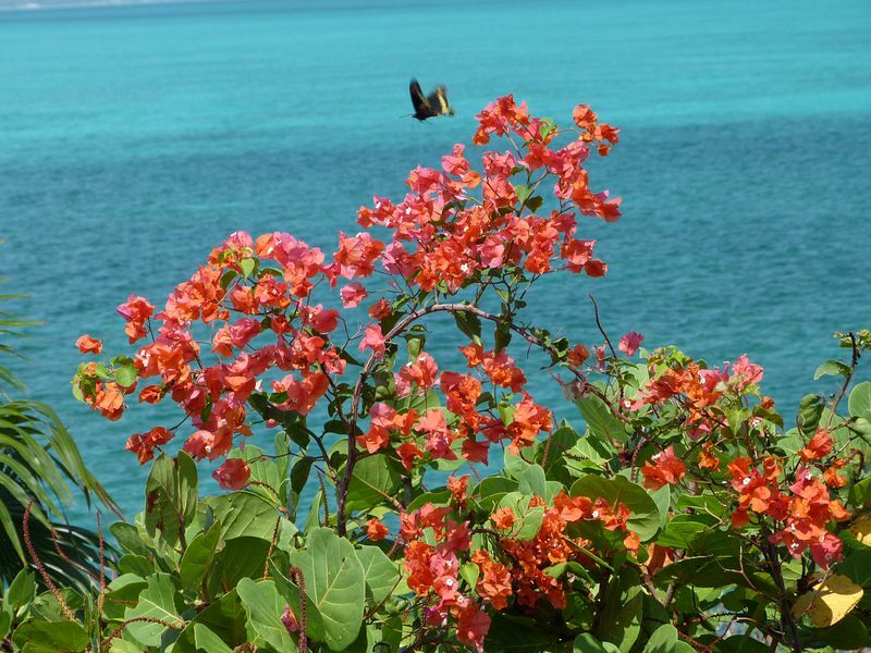 Click to See Next Image