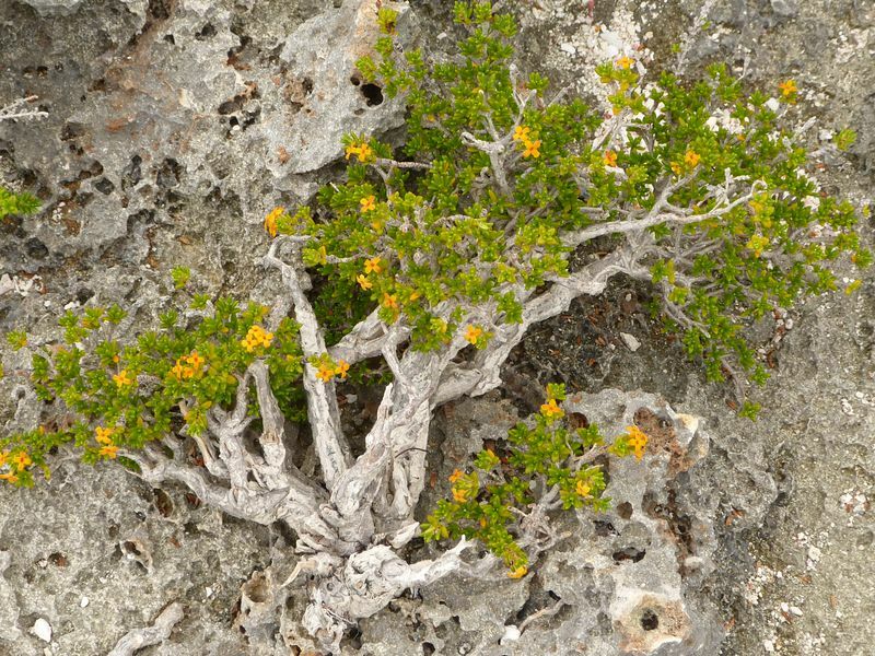 Click to See Next Image