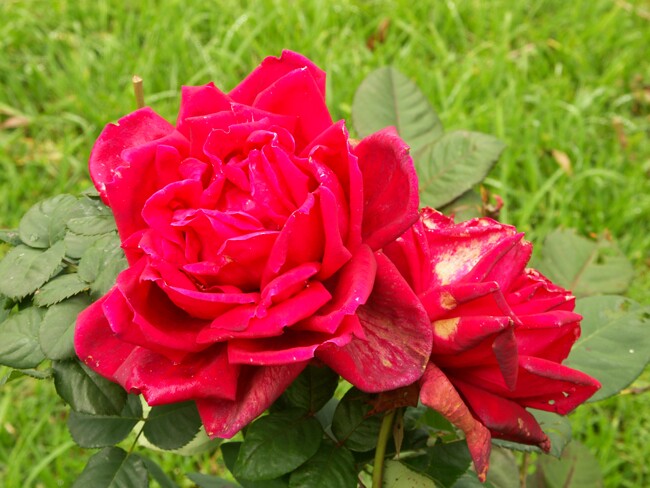 Click to See Next Image