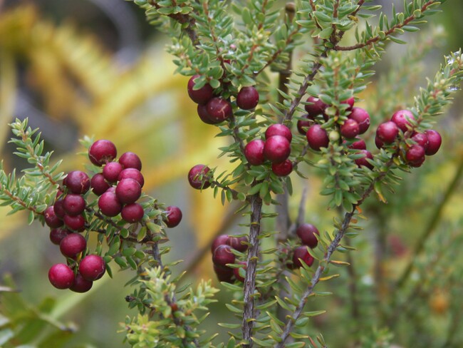 Click to See Next Image