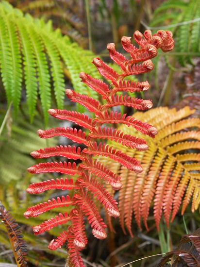 Click to See Next Image